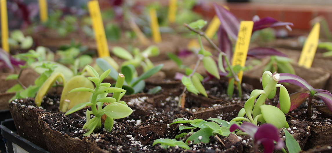 Plants growing in greenhouse